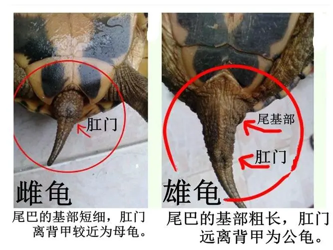 中华草龟公母图片对照图 中华草龟雌雄图片