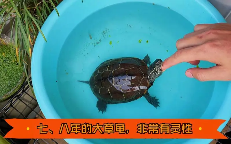 中华草龟饲养视频（养中华草龟的视频）