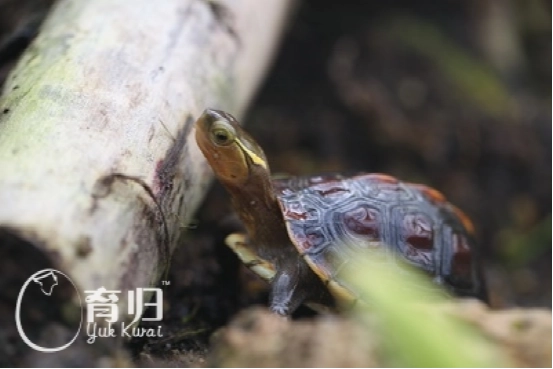 中华草龟（学名：Cistoclemmys flavomarginata）是一种独具特色的陆龟，属于草食性动物。它主要以各类蔬菜
