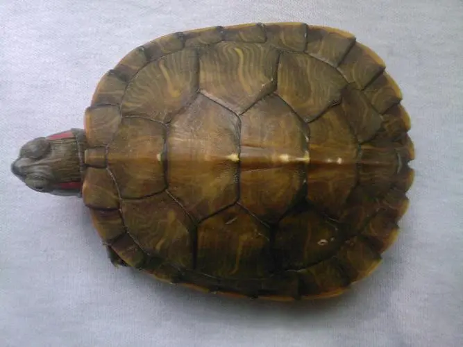 中华草龟（学名：Mauremys reevesii），又称中华龟或长颈龟，是龟鳖目中一种常见的淡水龟类。中华草龟分布