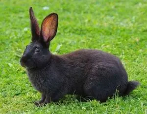 中华黑兔与新西兰白兔是否可以繁殖？（中华黑兔和新西兰白兔可以繁殖吗）