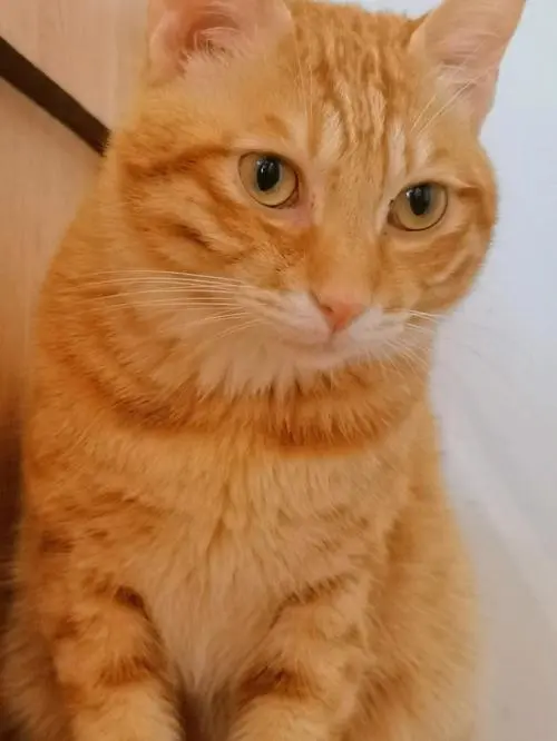 中华橘猫：一位迷人的中式猫咪（中华橘猫是什么猫）
