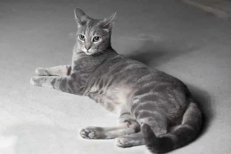 中华田园猫白灰色 中华田园猫12个品种图
