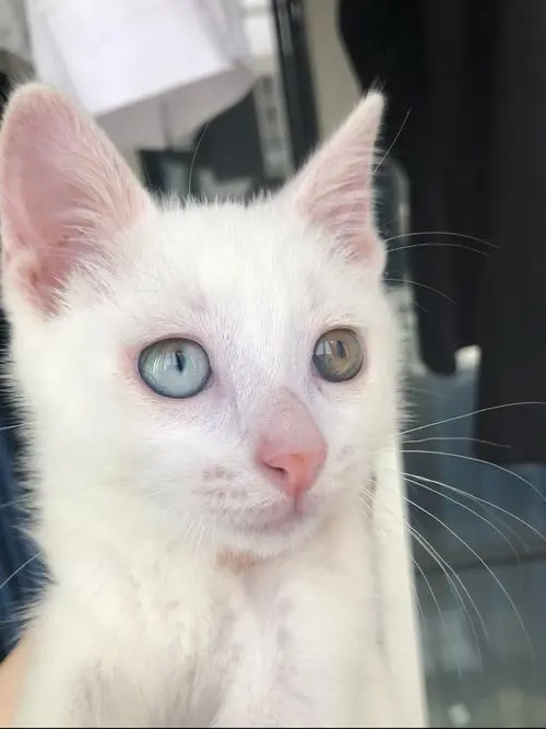 中华田园猫白色异瞳猫 中华田园猫多少钱一只幼崽