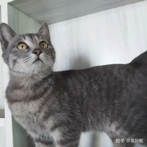 中华田园猫灰色条纹 中华田园猫灰色条纹是什么猫