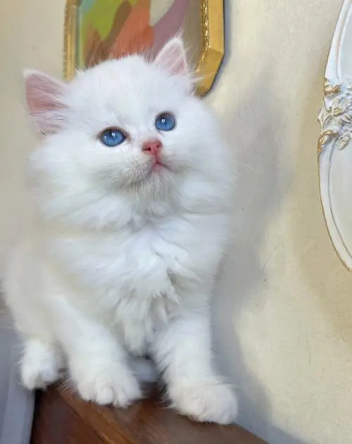 中华田园猫有蓝眼睛吗？（中华田园猫有蓝眼睛的吗）