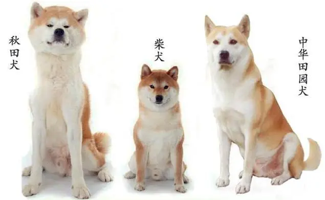 中华田园犬和柴犬图片对比 中华田园犬12个品种图