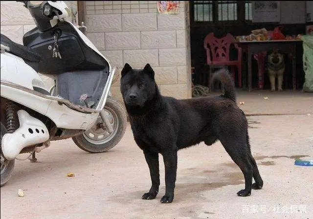 中华田园犬黑狗品种 中华田园犬黑狗品种图片