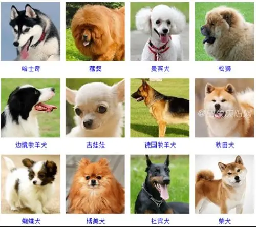 72种名犬图片及名字价格 72种名犬图片