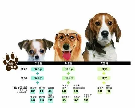 中型犬的寿命一般多长 中型犬的寿命一般多长呢