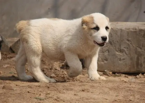 中亚牧羊犬价格多少钱一只 中亚牧羊犬价格多少钱一只幼犬