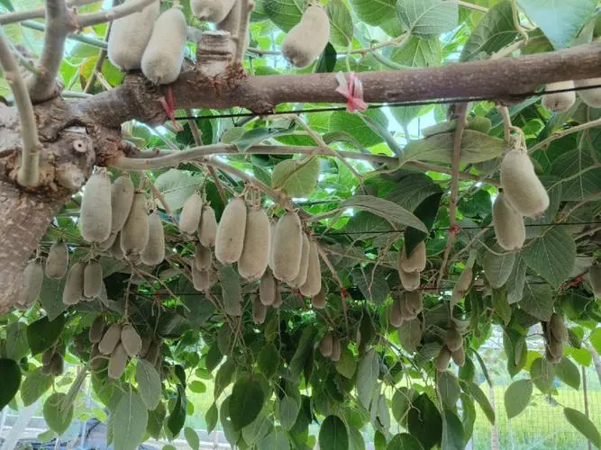 种植猕猴桃几年挂果  一颗长果吗（种植猕猴桃几年挂果一颗长果吗）
