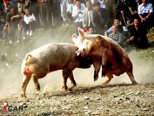 猪打架视频素材：野性争斗的真实记录（猪打架视频素材）