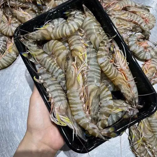 竹节虾和斑节虾哪个好吃 竹节虾怎么做好吃又简单视频