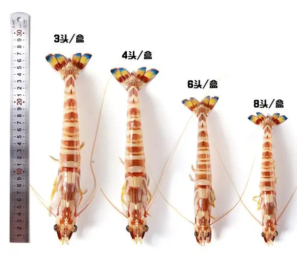 竹节虾和九节虾图片对比图 竹节虾和黑虎虾哪个好
