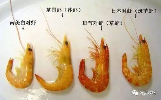 竹节虾和鸡尾虾的区别（竹节虾和鸡尾虾的区别图片）