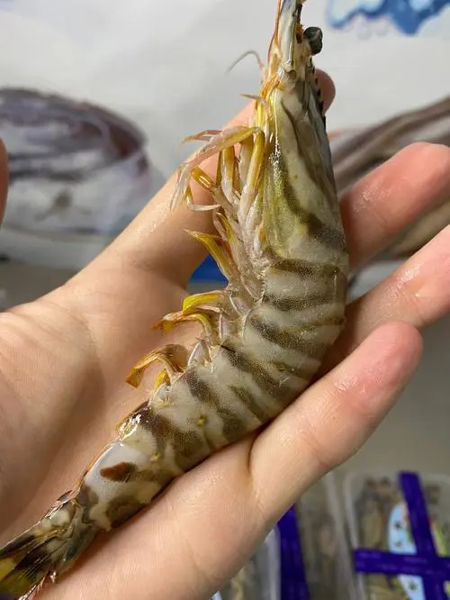 竹节虾一斤大概多少个 竹节虾价格多少钱一斤2023