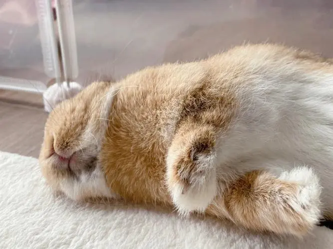 侏儒兔冷的表现 铁笼里的兔子怎么过冬