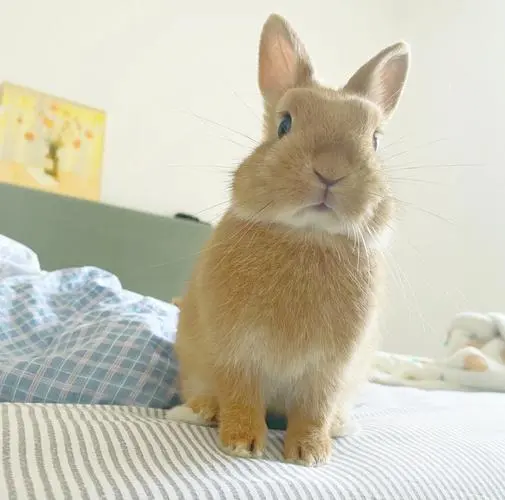 侏儒兔是一种小型兔科动物，体型可达20厘米左右。它们以其独特的外貌和丰富多彩的毛色而广受人们的喜爱。那