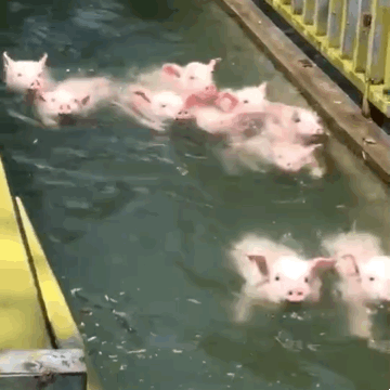 猪游泳视频表情包 猪游泳视频表情包图片