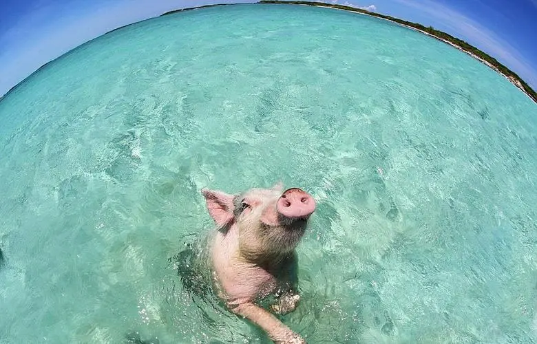 猪游泳视频大全集 猪游泳视频大全集下载