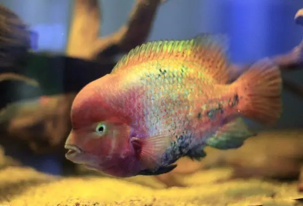 紫红火口鱼：一种凶猛的淡水鱼类（紫红火口鱼凶吗）