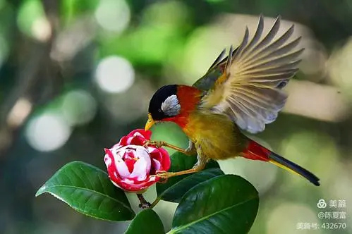 最漂亮的相思鸟图片 最漂亮的相思鸟图片大全